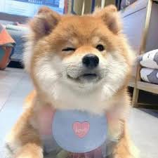 ہمایوں سعید avatar