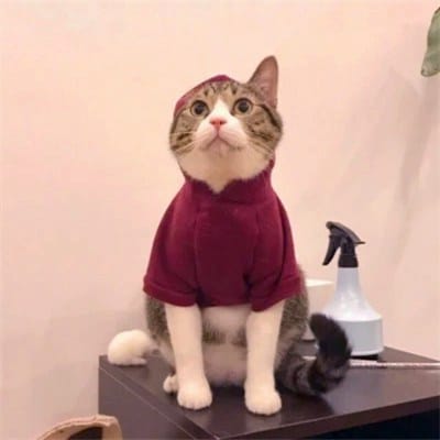 Saud Shakeel profile picture